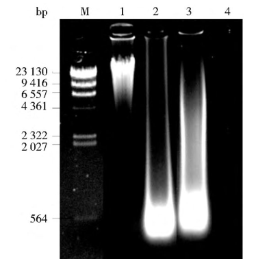 BST酶/BST DNA聚合酶扩增,人类基因组扩增产物