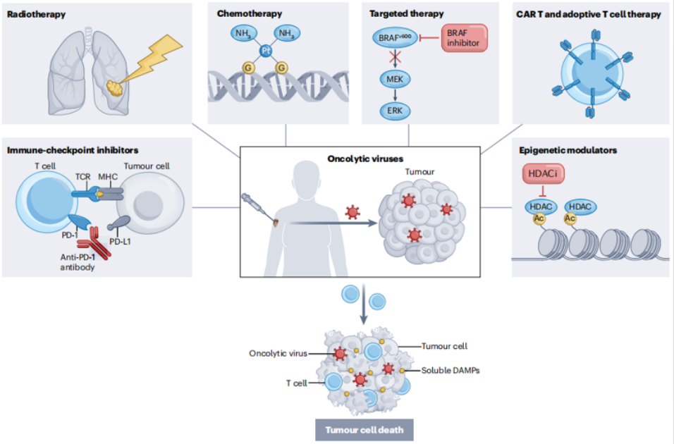 CGT细胞基因治疗技术大全(五)：溶瘤病毒疗法和策略
