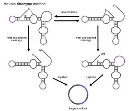 核酶合成环状RNA的策略.png