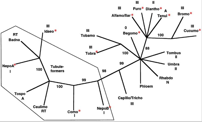 蛋白的进化树1.png