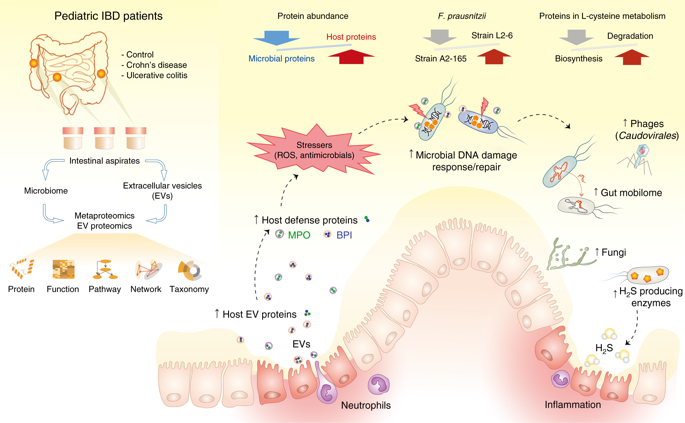 宏蛋白质组学揭示炎性肠病中微生物和肠道细胞外囊泡蛋白的关系