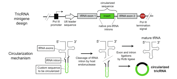 基于tRNA设计的体内合成环状RNA方案.png