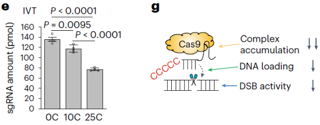 优化gRNA，创造出更安全的CRISPR基因编辑技术