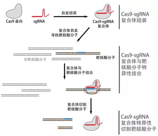CRISPR技术原理图.png