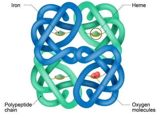 蛋白的三级级结构图